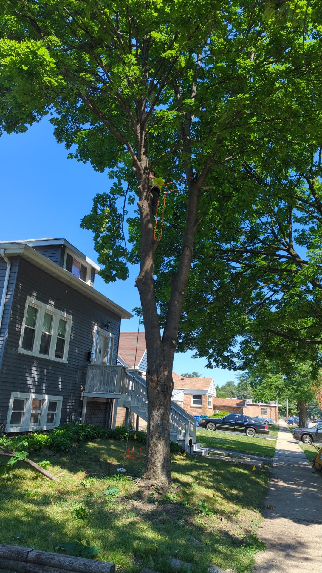 Residential tree care services