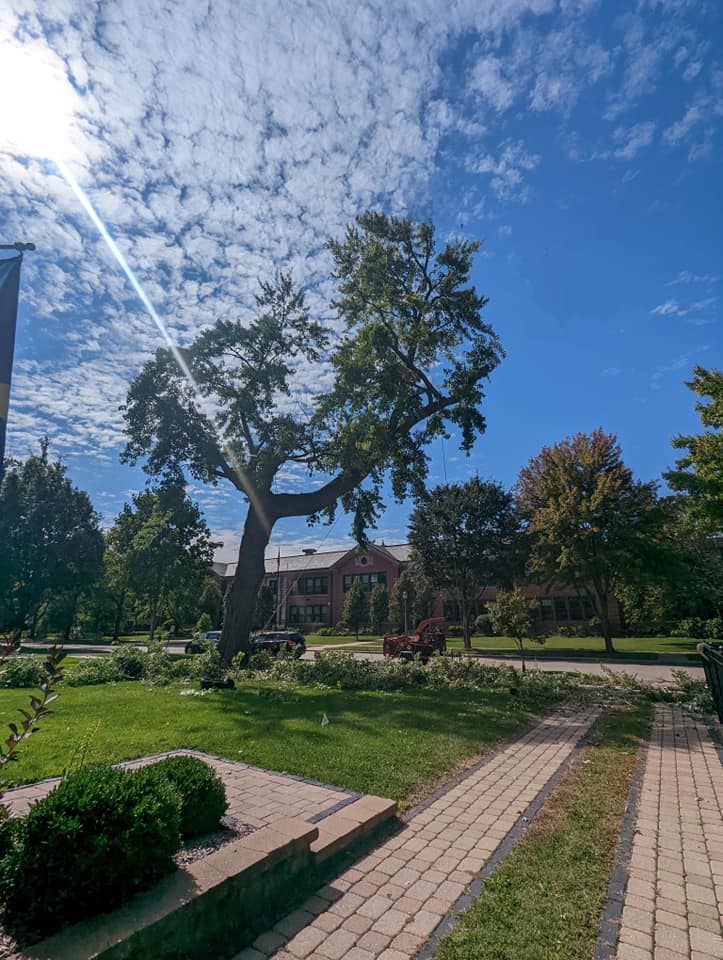 HOA tree care services