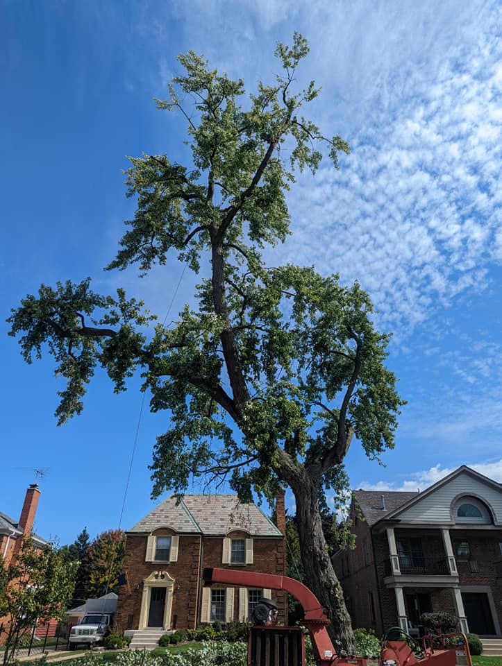 Residential tree care