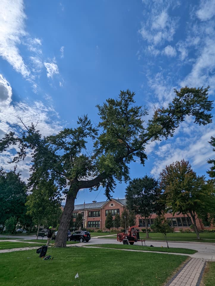 Commercial tree service with crane