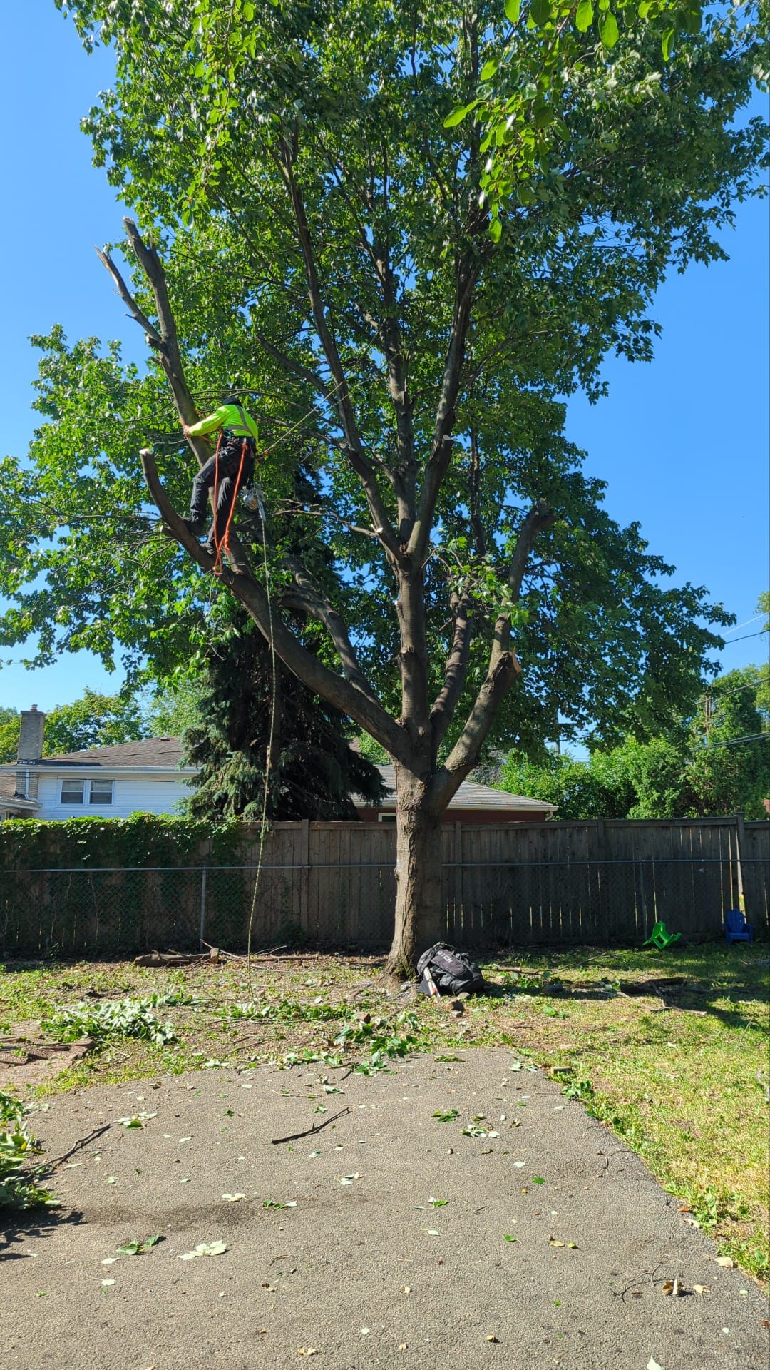 Tree Climbing