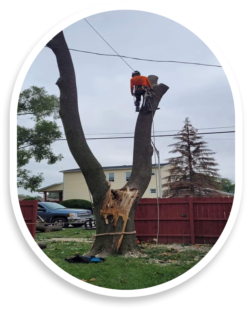 Residential tree services